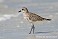 Tennessee's Watchable Wildlife