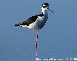 Tennessee's Watchable Wildlife