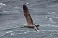 Tennessee's Watchable Wildlife