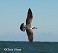 Tennessee's Watchable Wildlife