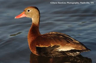 Tennessee's Watchable Wildlife