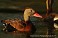Tennessee's Watchable Wildlife
