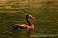 Tennessee's Watchable Wildlife