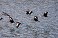 Tennessee's Watchable Wildlife