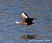 Tennessee's Watchable Wildlife
