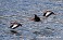 Tennessee's Watchable Wildlife