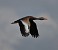 Tennessee's Watchable Wildlife