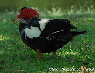 Tennessee's Watchable Wildlife