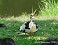 Tennessee's Watchable Wildlife
