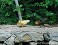 Tennessee's Watchable Wildlife