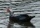 Tennessee's Watchable Wildlife