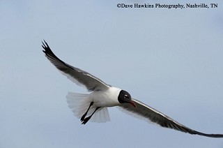 Tennessee's Watchable Wildlife
