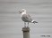 Tennessee's Watchable Wildlife