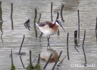 Tennessee's Watchable Wildlife
