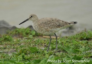 Tennessee's Watchable Wildlife