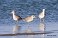 Tennessee's Watchable Wildlife