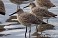 Tennessee's Watchable Wildlife