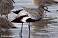 Tennessee's Watchable Wildlife