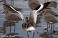 Tennessee's Watchable Wildlife