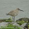 Tennessee's Watchable Wildlife