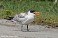 Tennessee's Watchable Wildlife
