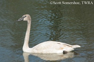 Tennessee's Watchable Wildlife
