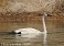 Tennessee's Watchable Wildlife