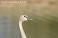 Tennessee's Watchable Wildlife