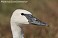 Tennessee's Watchable Wildlife
