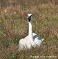 Tennessee's Watchable Wildlife