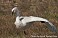 Tennessee's Watchable Wildlife