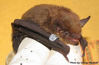 Tennessee Watchable Wildlife | Gray Bat
