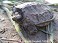 Tennessee Watchable Wildlife | Snapping Turtle