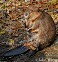 Tennessee Watchable Wildlife | American Beaver (Hunted)