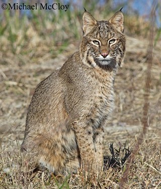 Tennessee Watchable Wildlife | Bobcat (Hunted)