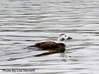 Tennessee's Watchable Wildlife