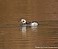 Tennessee's Watchable Wildlife