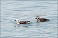 Tennessee's Watchable Wildlife