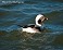 Tennessee's Watchable Wildlife