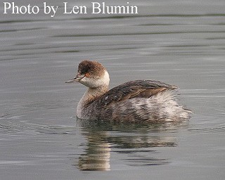 Tennessee's Watchable Wildlife