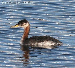 Tennessee's Watchable Wildlife