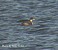 Tennessee's Watchable Wildlife