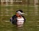 Tennessee's Watchable Wildlife