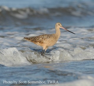 Tennessee's Watchable Wildlife